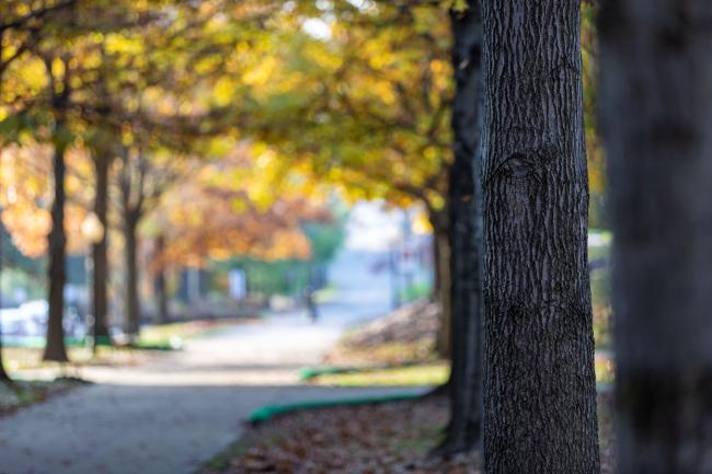 A tree is in focus with a campus sidewalk stretches out past other trees behind it.