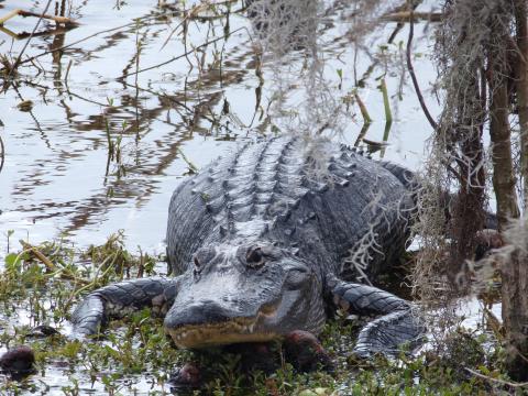 A juvenile alligator poses for the camera on the edge of the shore