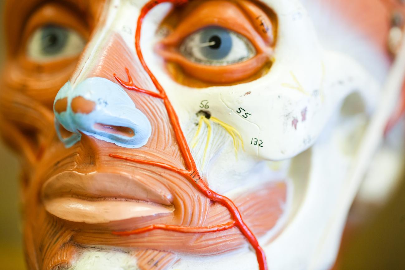 Human anatomy bust in classroom