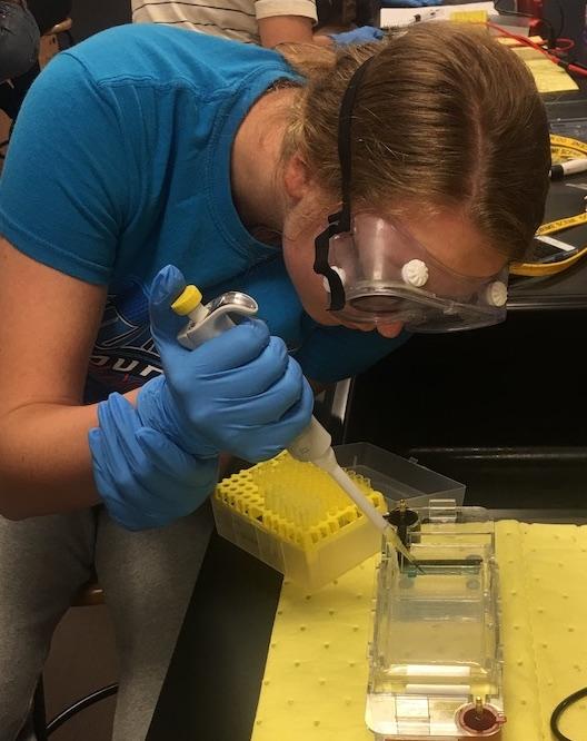 Student completing a gel electrophoresis procedure