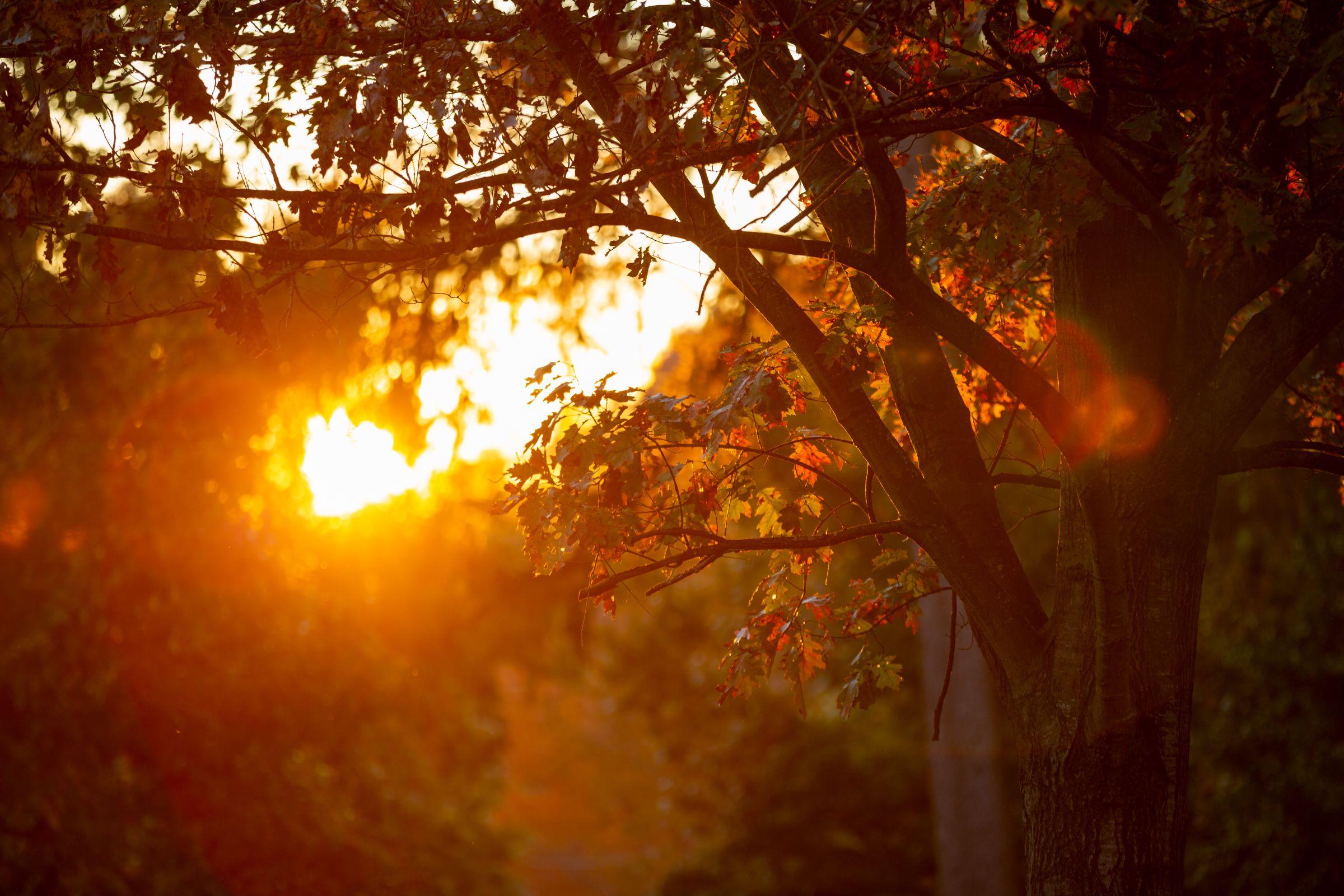 Sunlight through the Fall leaves