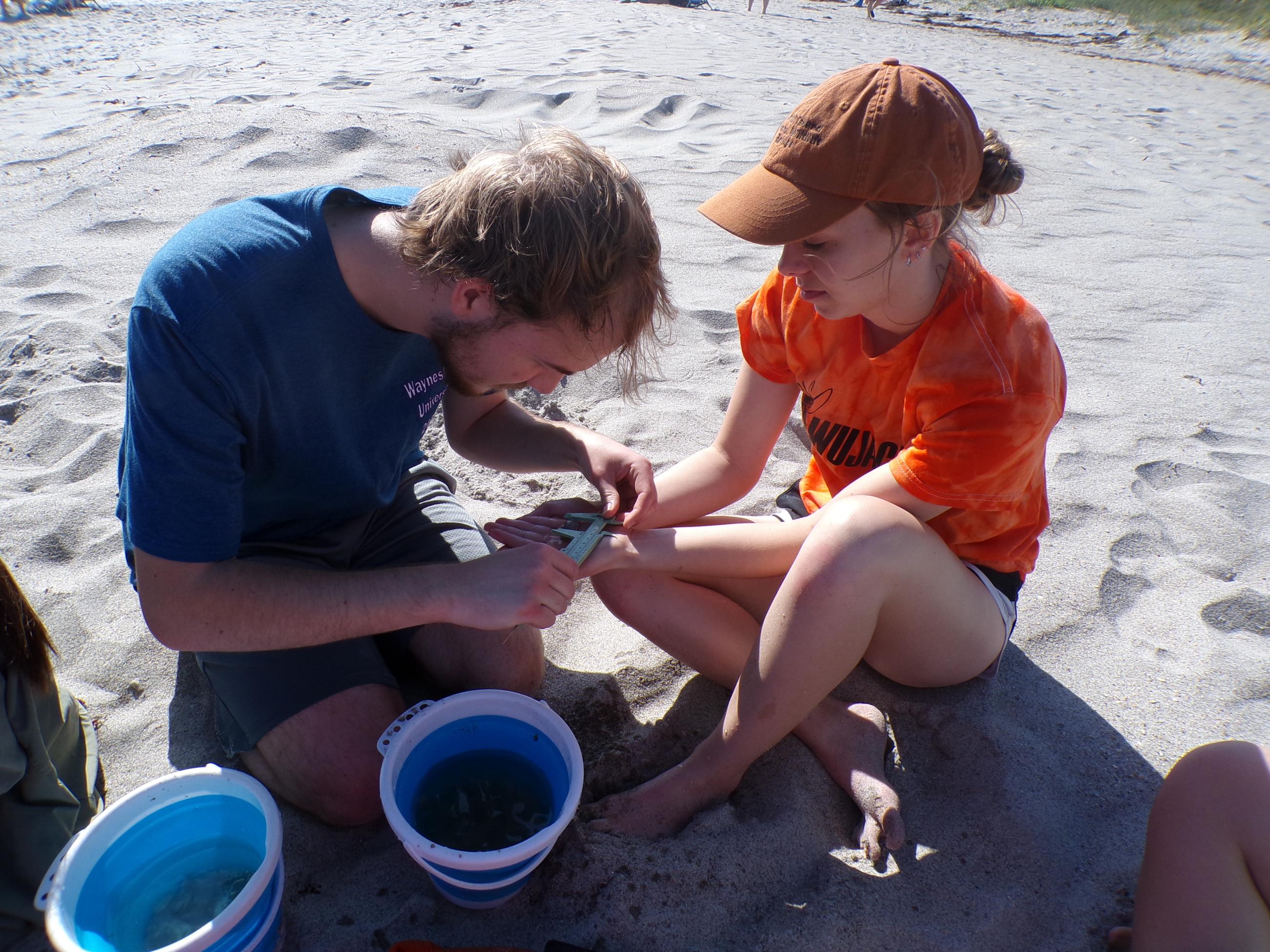 Junior Joseph Campbell measures a mole crab with senior Leia Watson's help