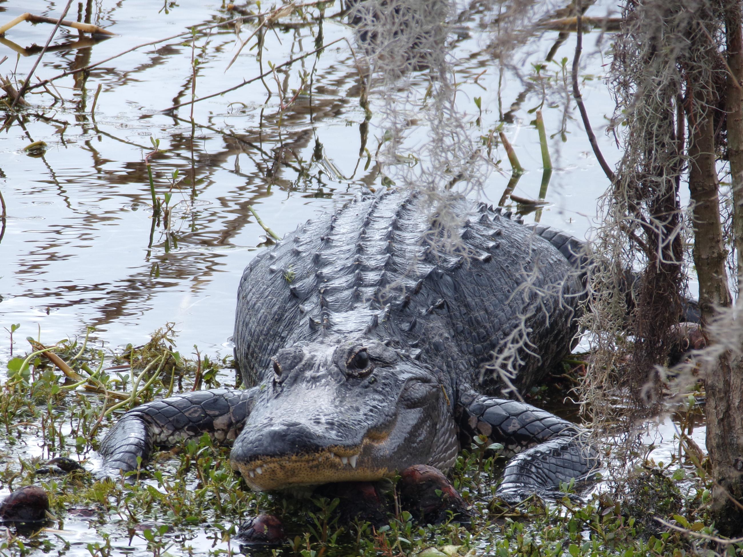 Alligator in water 