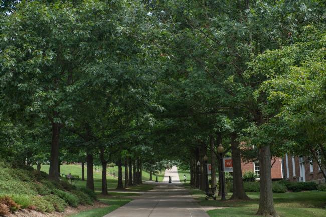 Trees lining the sidewalk outside Miller Hall