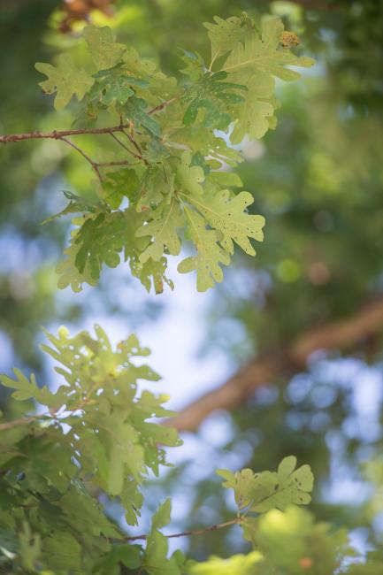 leaves