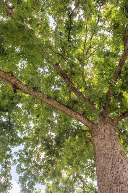 tree on campus