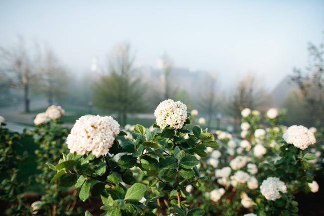 white flowers