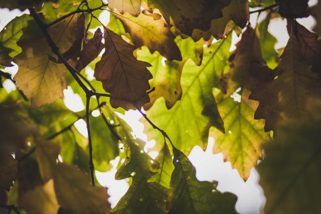 Close up of changing Oak leaves