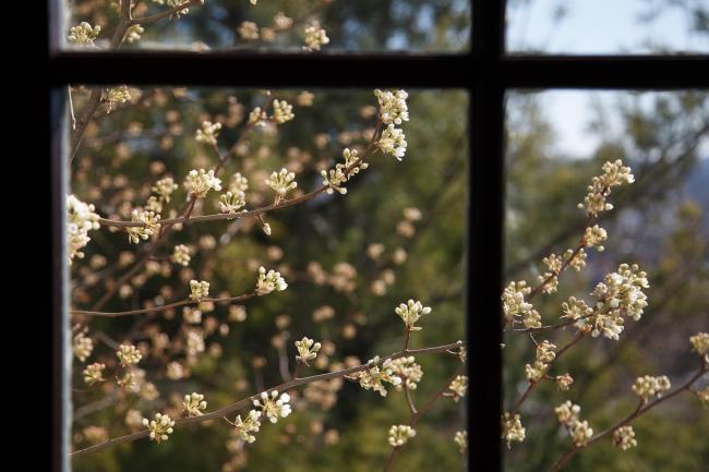 spring blooms seen through a window