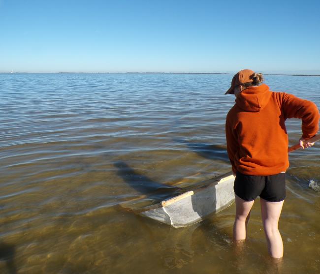 Waynesburg marine biology student works with a net on the beach